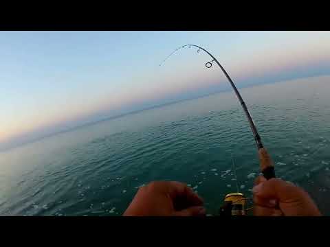 LRF Yöntemiyle 4 55 kg Rekor Liça Akya Avı