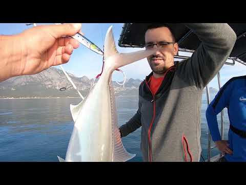 Canavar Balon Balığının Dişlerini Test Ettik Monster Puffer