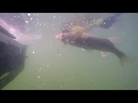 LRF Takımıyla Turna Avı Pike Fishing With Light Tackle