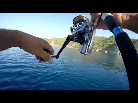 Canlı Balık Sırtısı İle Orfoz Avı Dusky Grouper On Live Bait