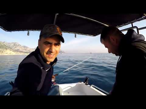 Umutlar Tükenirken Gelen Dev Kuzu Giant Amberjack Live