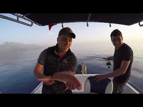 Hayallerimin Balığı Antenli Fangri My Dream Fish