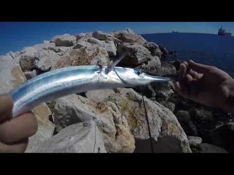 LRF Micro Jigging Zargana Avı İçin Özel Teknik Hound Fish