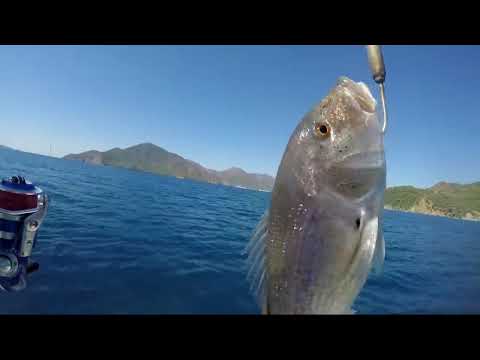 Savage Gear Squish Jig İle Dev Sinarit Avı Dentex On Slow