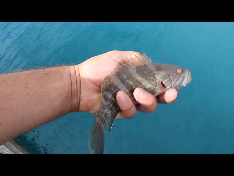 Bebek Grida Salımı