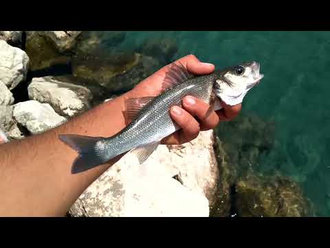 Kendo Baby Jig ile Levrek ve Yazılı Orkinos Avı