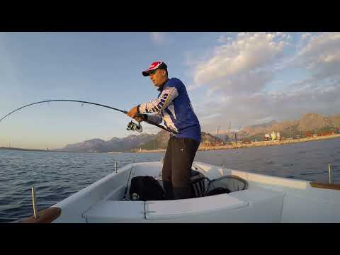 Tekneden Light Jigging İle Kuzu Avı Amberjack Live Strike
