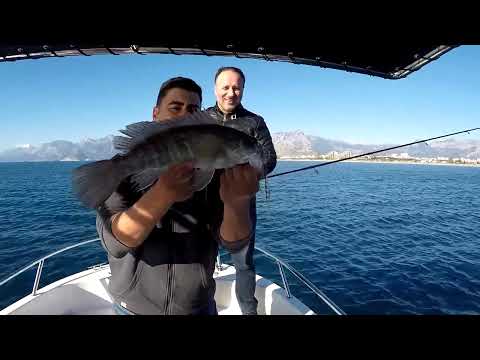 Light Jigging İle Yine Bulduk Kuzuları