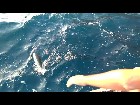 Bottan Shore Jigging Tekniği İle Tral blue runner Avı
