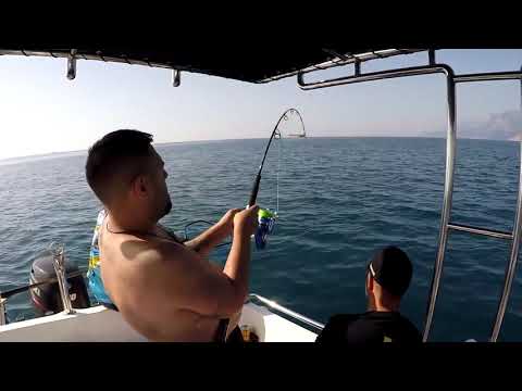 130 Metre Derinden Gelen Dev Giant Grouper From Deep