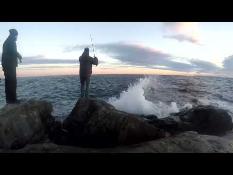 Light Shore Jigging Torik Avı Stripped Bonito Live Strike