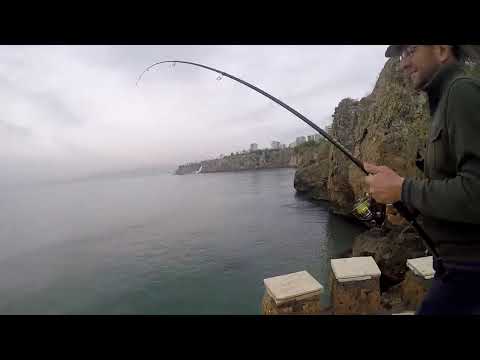 Kıyıdan Jigle 5 kg lik Liça Avı Leerfish On Shore Jigging