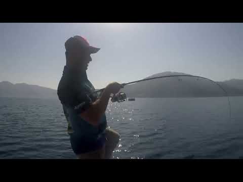 Light Jigging Kuzu Avı ve Salımı Amberjack Live Strike