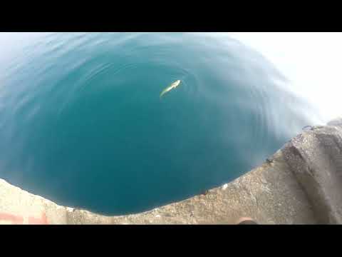 Canlı Yemle Lambuka Avı Dorado Mahi Mahi On Live Bait