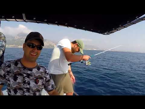Lambukalar Kuzular Havada Uçuştu Flying Dorados Amberjacks