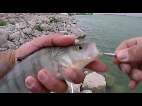 En Hızlı Ve Kolay Balık Avlama Şekli Fastest Perch Fishing