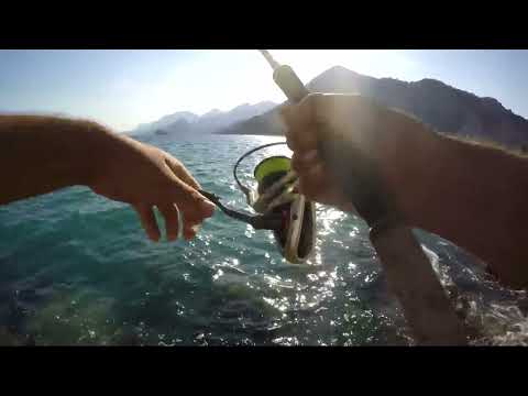 Su Üstü Kofana Patlaması Top Water Bluefish Attack