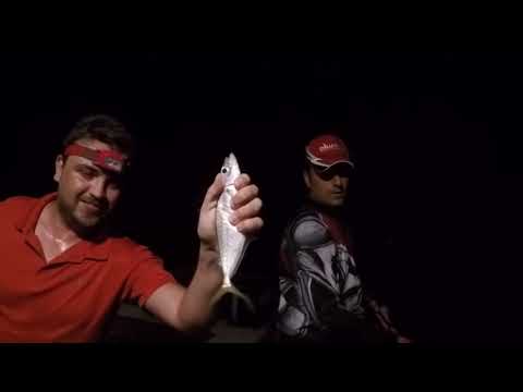LRF Azman İstavrit Avı ve Önemli Taktikler