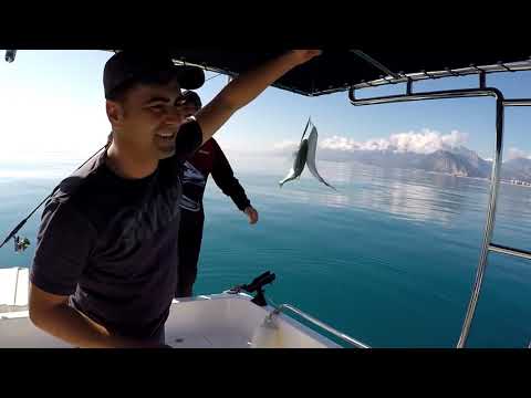 Light Jigging İle Rekor Tazeledik 3 Saatte 69 Parça Balık