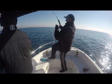 Derinden Gelen Canavar Balıklar Monster Groupers From Deep
