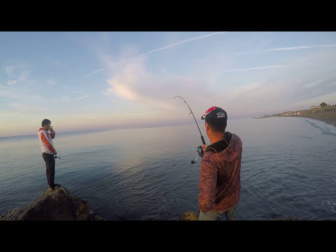 Kıyıdan Rekor Kuzu Avı Huge Land Based Amberjack