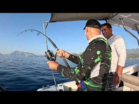 Antalya da Dev Kuzu Balığı Akını Başladı