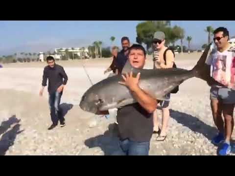 25 kg Türkiye Rekoru Kuzu Salımı Land Based Record Amberjack