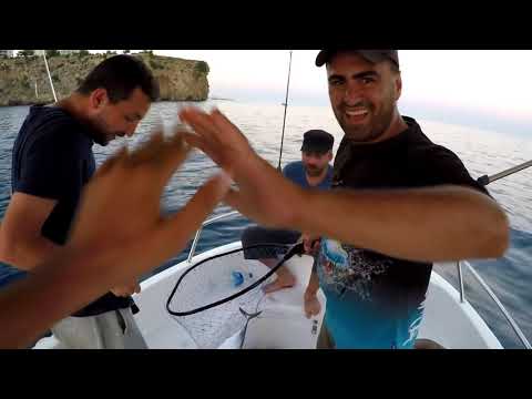 Akdeniz in Torpidosu Yazılı Orkinos Torpido Little Tunny