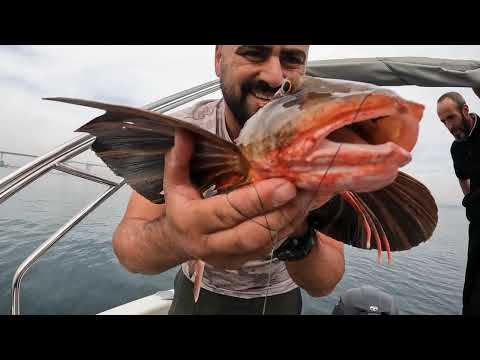 Marmara da Kırlangıç Balığı Nasıl Yakalanır Yakala Pişir