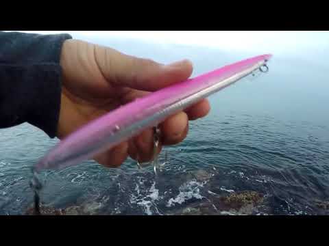 Savage Gear Sandeel Jerk Minnow 145 İle Baraküda Avı