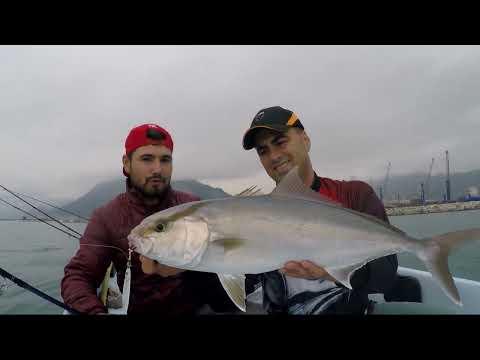 Light Jigging Yöntemi ile 2 Güzel Kuzu Amberjack Live Strike