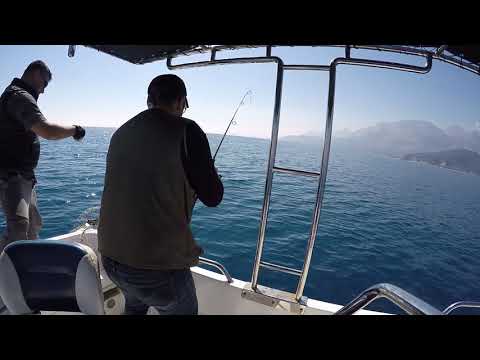 Derinlerin Kara Canavarını Yakaladık Haifa Grouper From Deep