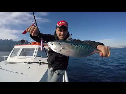 Light Jigging Yazılı Orkinos Avı Little Tunny Live Stike