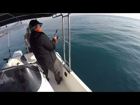 100 m Derinlikte Jigle Balık Avı Vertical Jigging Amberjack