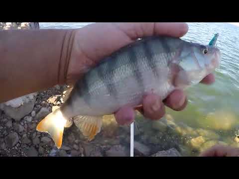 Yok Böyle Bir Bereket Perch Fishing With Metal Vibration