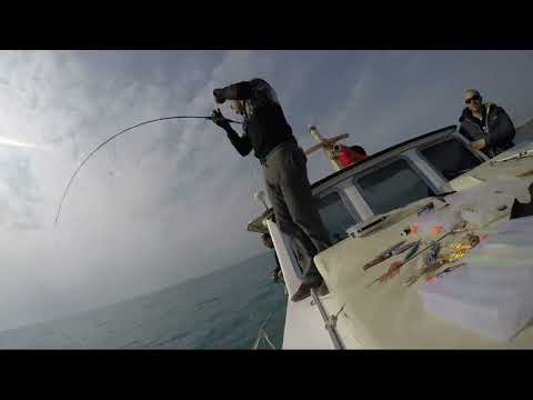 Slow Jigging Ak Lahoz Kum Gridası Avı White Grouper Live