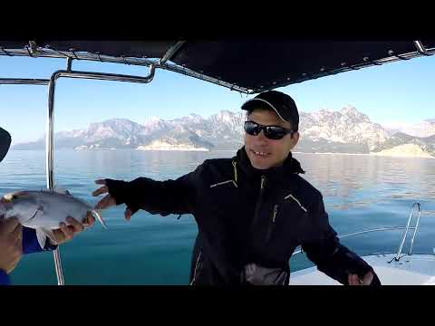Psycho Sprat Mavi Zebra Glow Kuzuyu Yine Kandırdı