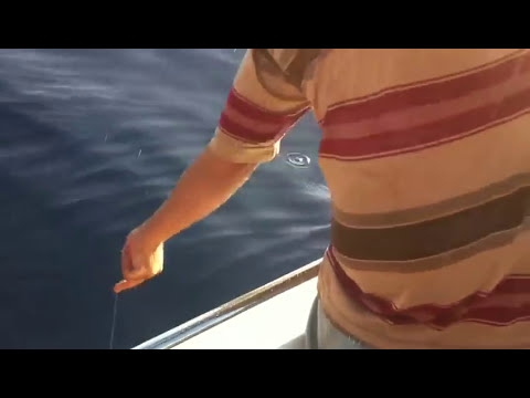 Sırtı Yöntemi ile Sarı Kuyruk Avı