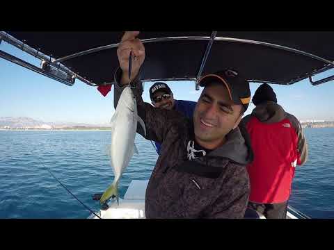 Canlı Yemle Dev Kuzu Resitali Fishing For Giant Amberjacks