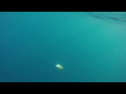 Kuzu Su Altı Mücadele Amberjack Underwater