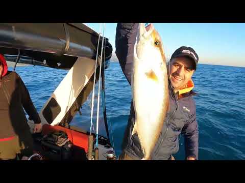 Oltamdaki Balığa Dev Köpek Balığı Saldırdı Shark Attack