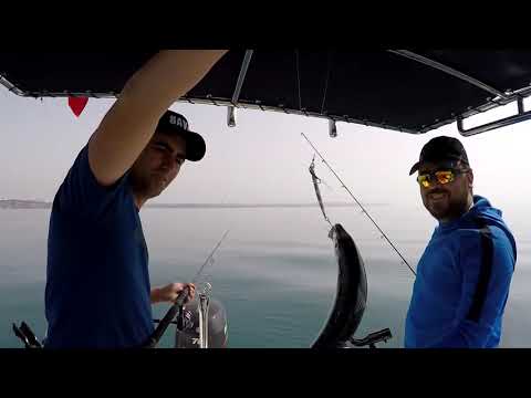 Light Jigging İle Dev İstavrit ve Trallere Doyduk