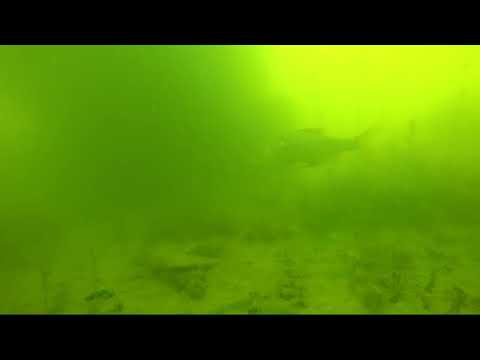 Gölkay Gopro Sualtı Görüntüleri