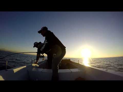 Tekneden Light Jigging İle Kuzu Avı Live Strike Light