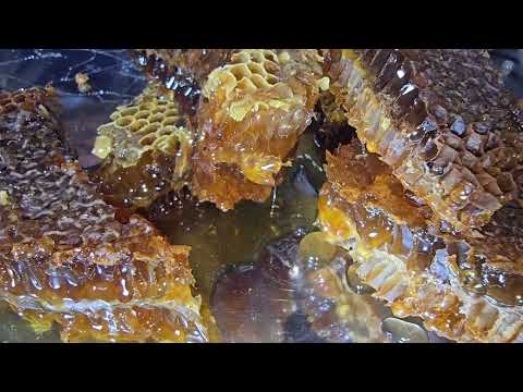 The nomads secret in harvesting pure honey the mission of