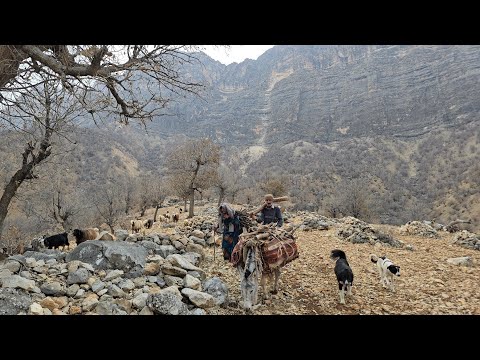Jahangir and Maryam go to the mountains to get firewood for