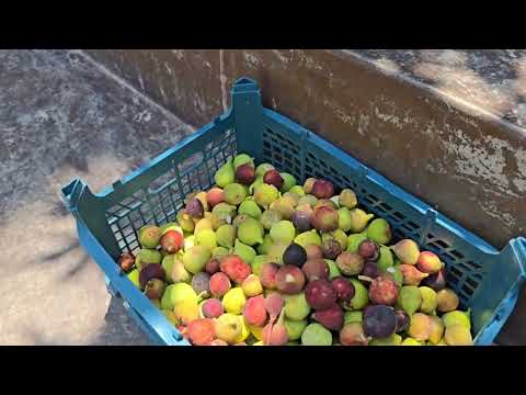 Harvesting wild figs in the stunning landscapes of the Iran