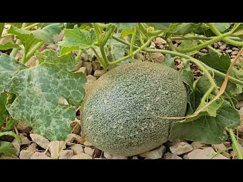Building a cozy shelter for a dog and her puppies on a