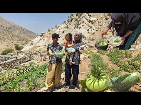 Harvesting organic produce fresh from the farm Pumpkins