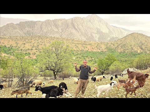 Iran Nomads in the Zagros Milking the Sheep and Living in